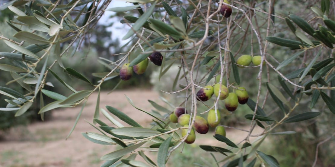 Confiseur d’olives : un savoir-faire traditionnel au cœur de la Provence
