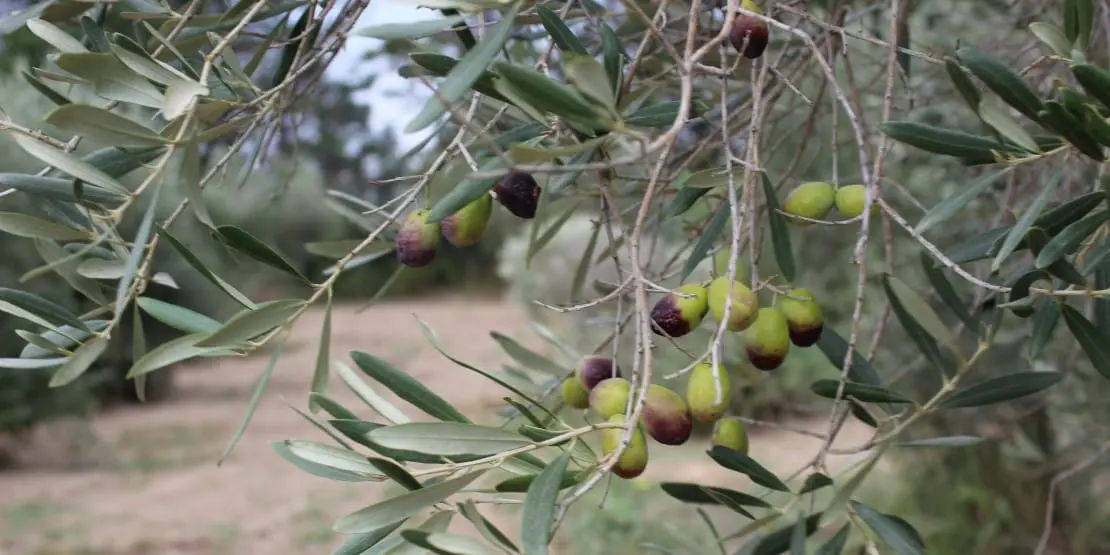 Confiseur d’olives : un savoir-faire traditionnel au cœur de la Provence