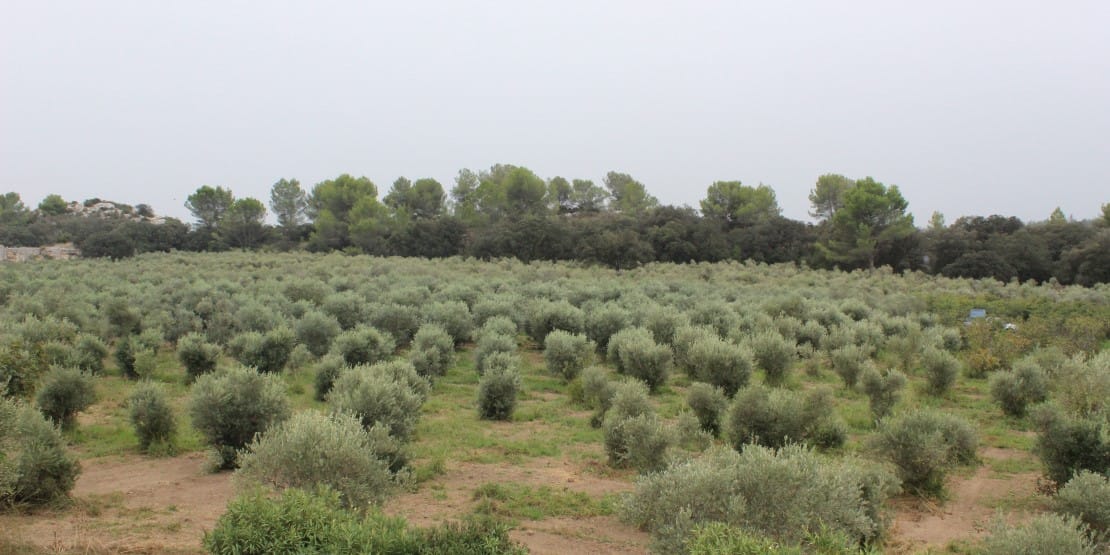 Huile d’olive des Alpilles Cuvée Gabin 2023