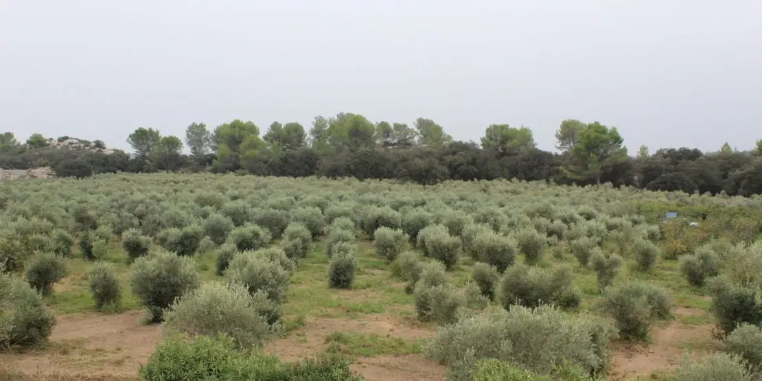 Huile d’olive des Alpilles Cuvée Gabin 2023
