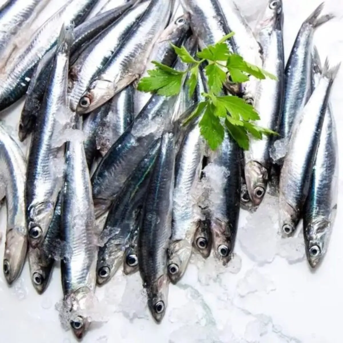 Seau Anchois au Sel 2,3 kg illustration