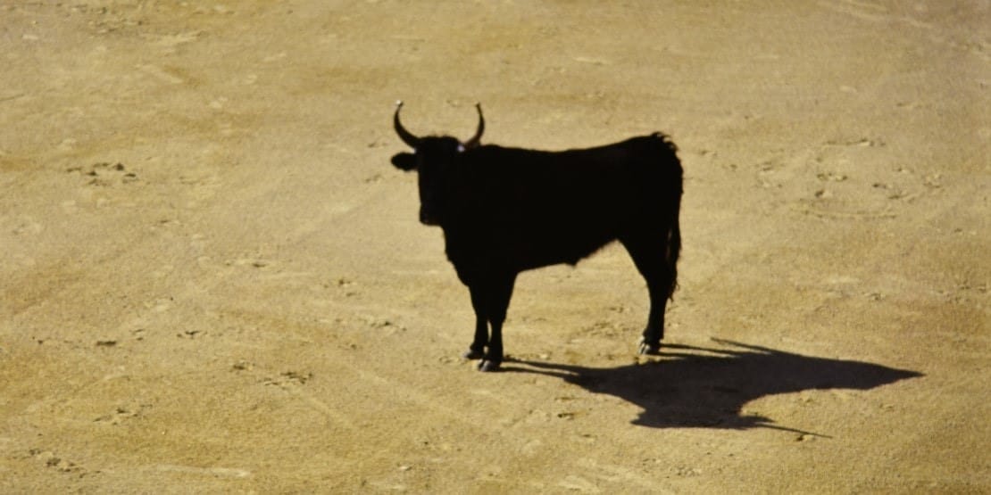 le taureau de Camargue