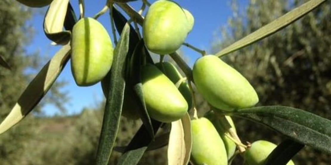 Olives Lucques du languedoc