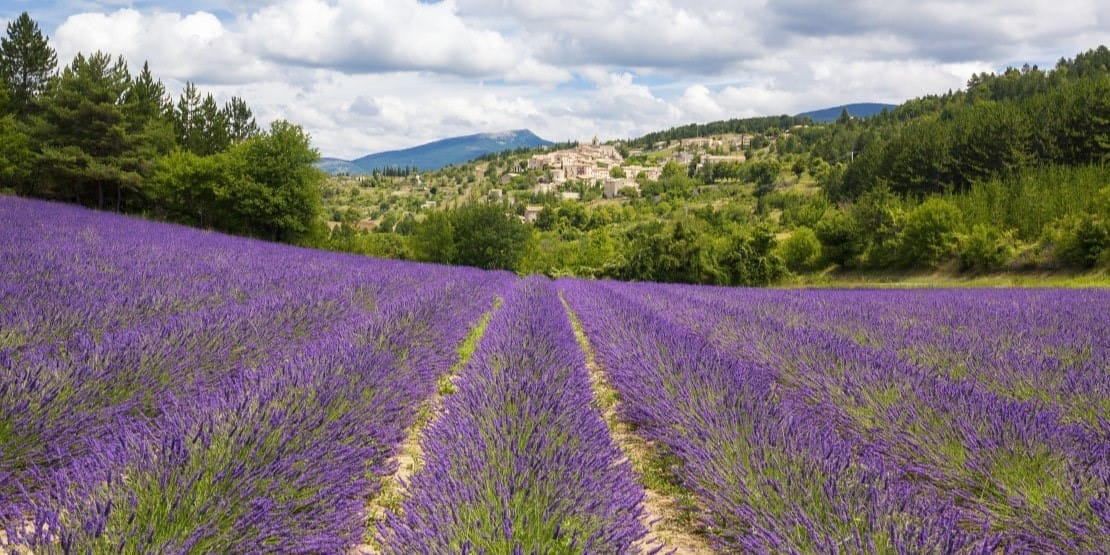Lavande de Provence