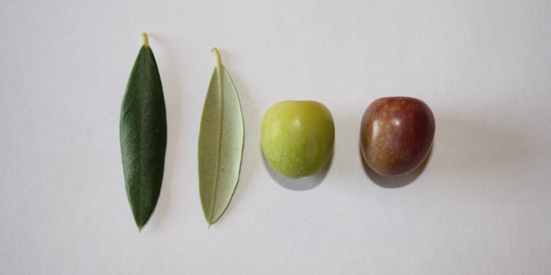 Olives Arbequina
