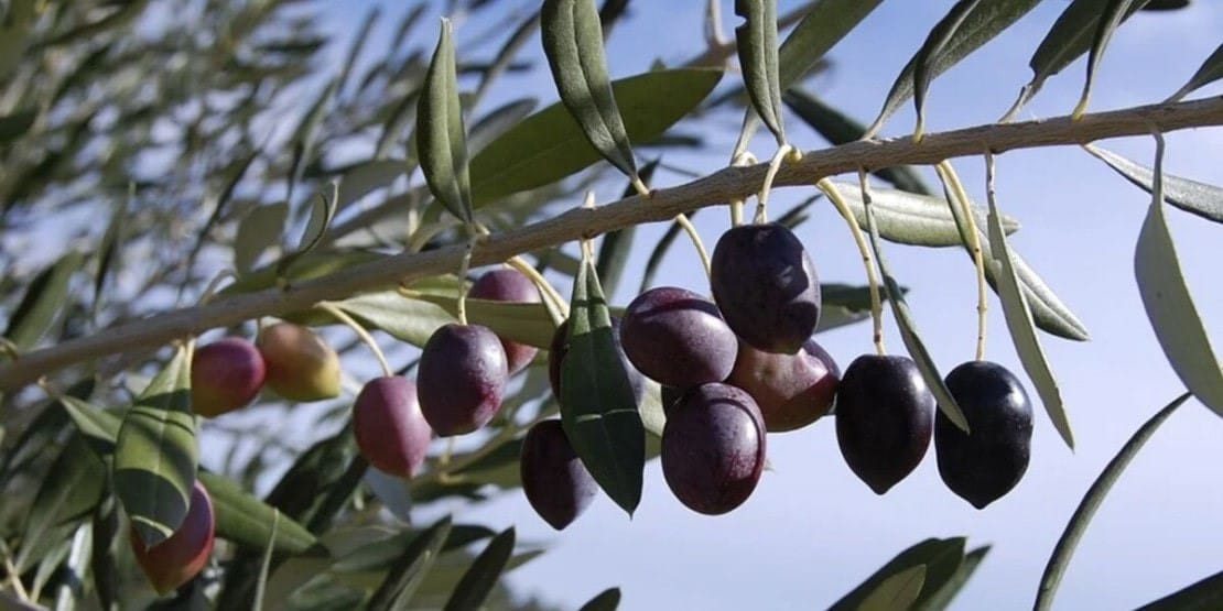 Olives Tanche de Nyons