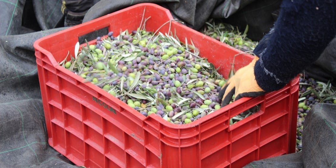 Olives à façon Les Délices de l'Olivier