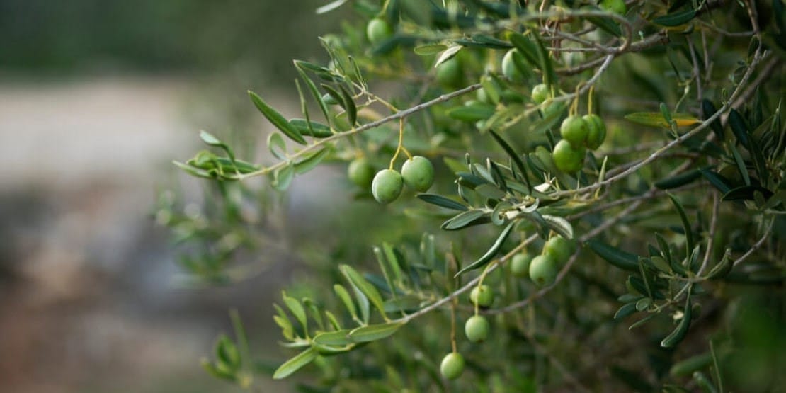 Olives Aglandau