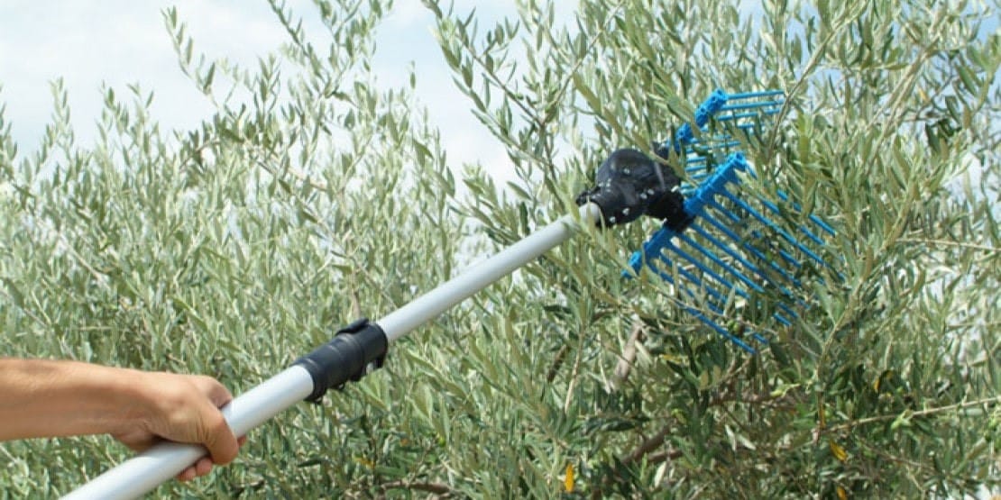 Outils récolte des olives