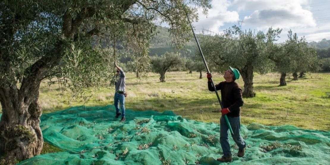 Cueillette traditionnelle des olives