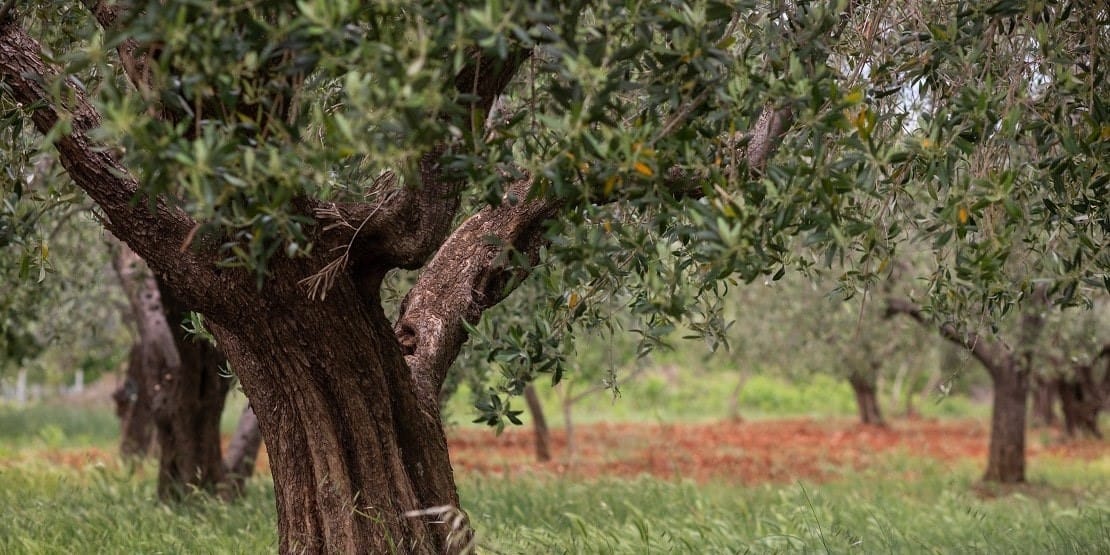 Histoire olive