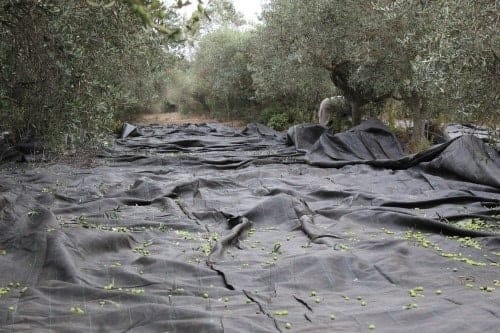 Récolte des olives aux Baux de Provence