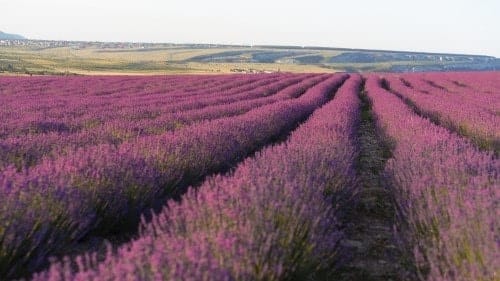 Champ de lavande