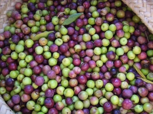 Olives Arbequina