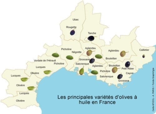 Les variétés d'olives à huile en France