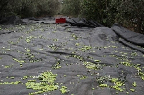 Récolte des olives dans  les Alpilles