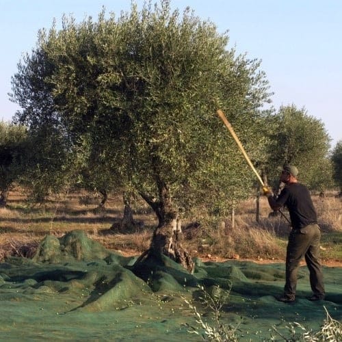 Gaule pour récolte des olives