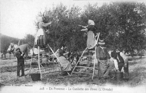 La cueillette traditionnelle des olives