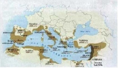 implantation des oliviers dans le bassin méditerranéen