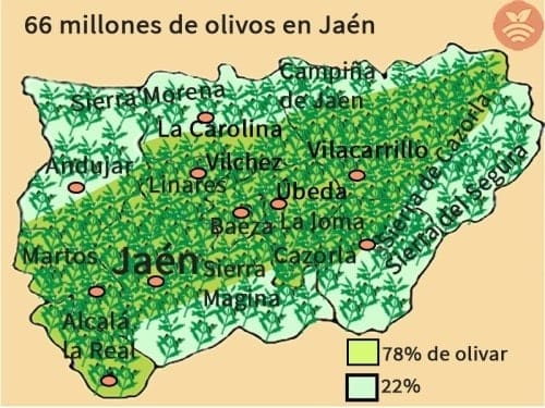 66 millions d'oliviers à Jaén