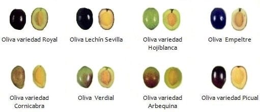 Variétés d'olives en Espagne
