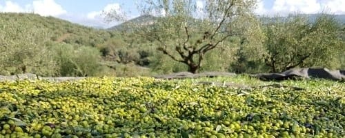 Olives en Grèce