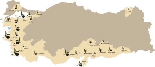 Les oliveraies en Turquie