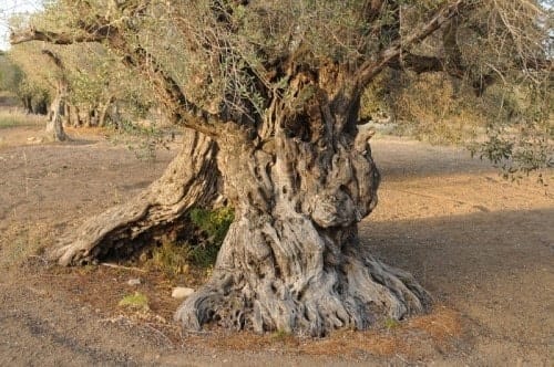 Olivier de 1800 ans en Turquie