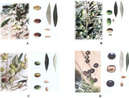 Les variétés d'olives en Tunisie