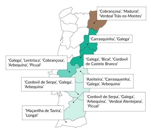 Variétés d'olives au Portugal