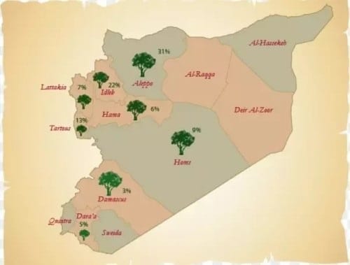 Carte d'implantation des oliviers en Syrie