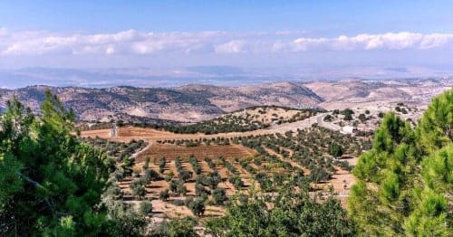 Oliveraie en Jordanie
