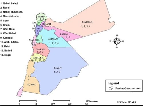 Cultivars d'olives en Jordanie