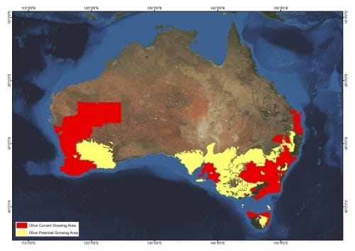Zone oléicole en Australie
