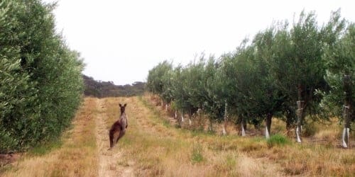oliveraie en Australie