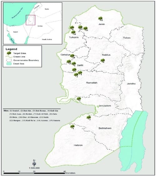 Localisation des oliviers en Palestine