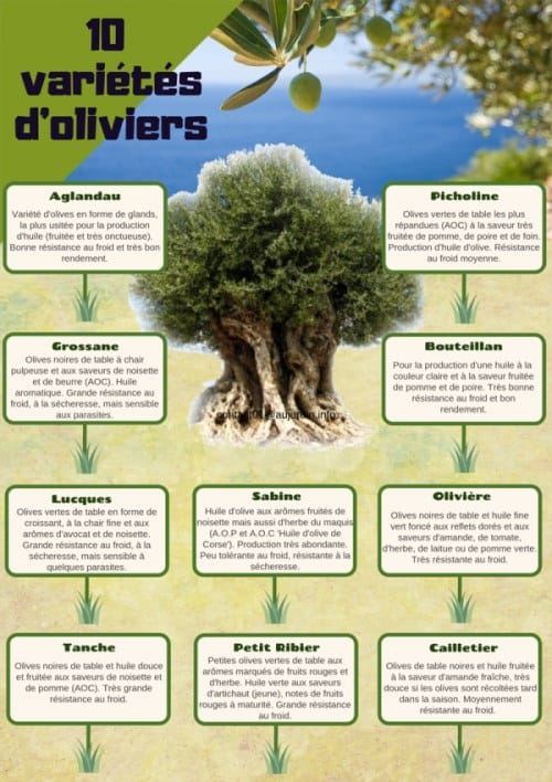 Variétés d'oliviers en France