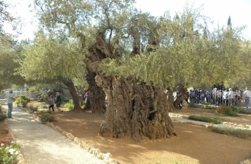 Olivier en Israel