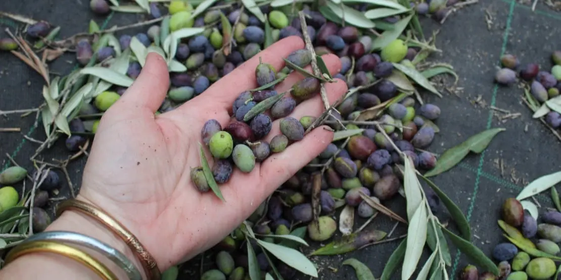 Huile d’olive des Alpilles : terroir, saveurs et savoir-faire provençal