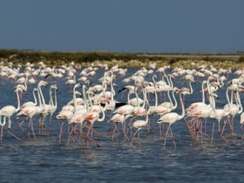 Flamands roses en Camargue