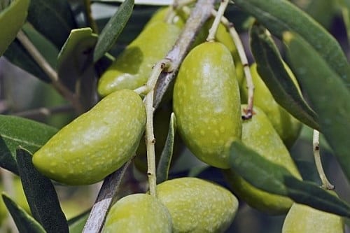 Olives Lucques