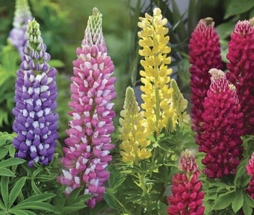 Plante de lupin