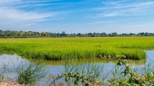 Rizière en Camargue