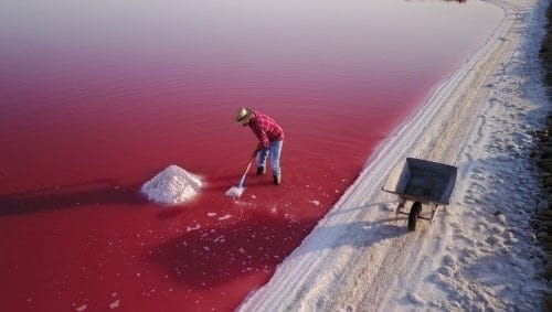 La récolte du sel