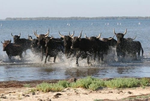 Taureaux en Camargue