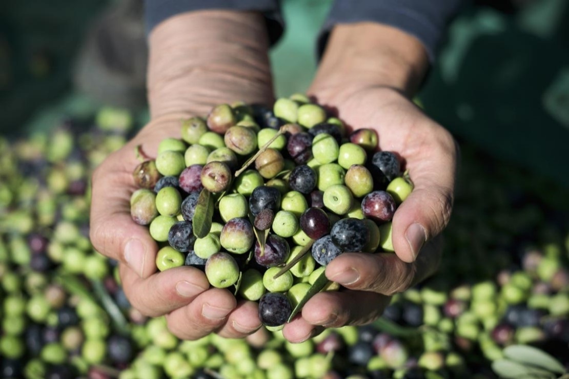 Arbequina olive d'Espagne