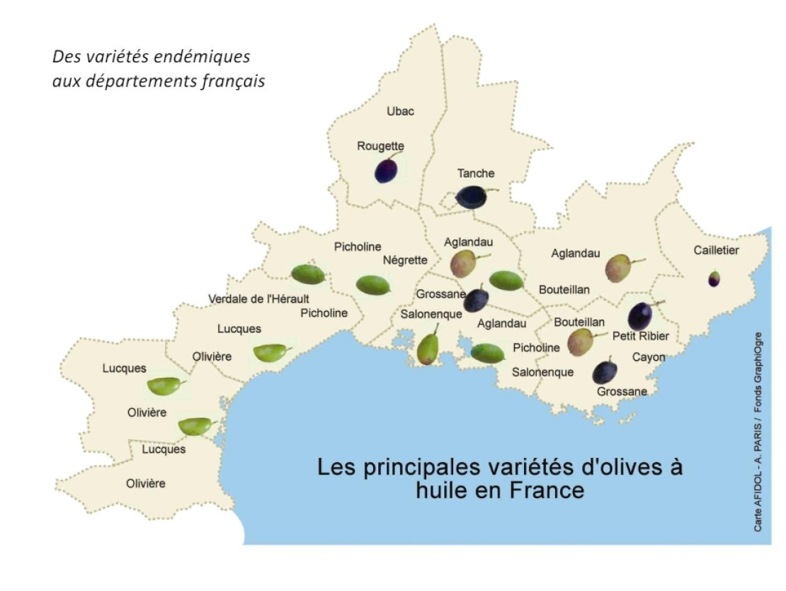 Olives de table francaises