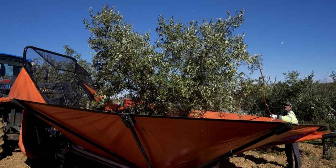 La récolte mécanique des olives