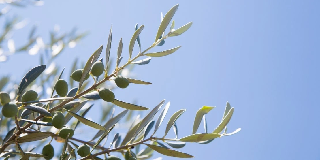 Production huile d'olive 2024 2025