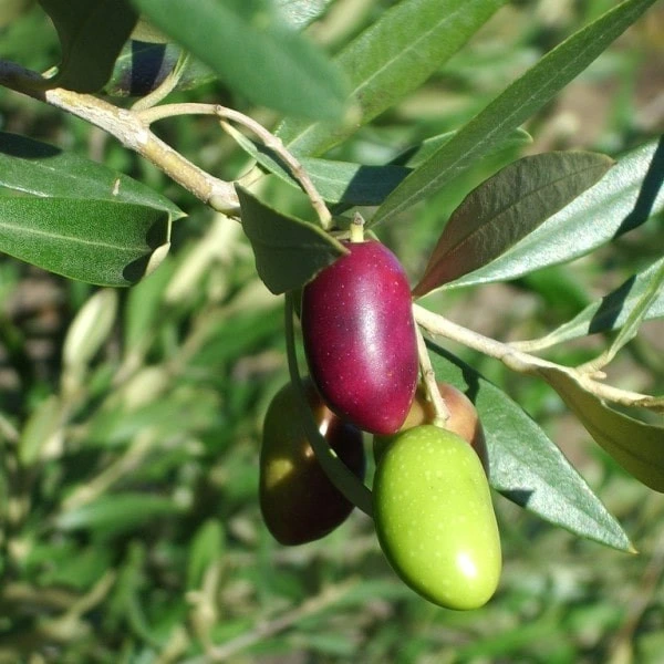 Bosana Olive de Sardaigne